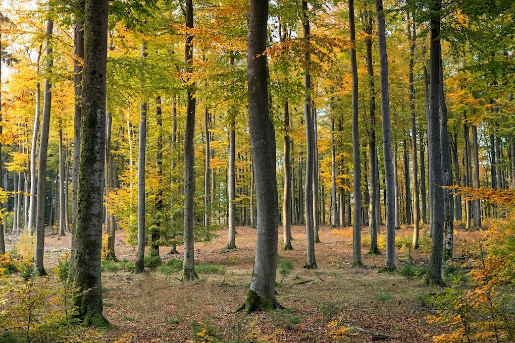 Urban Greening — A Modern Solution for Better Cities