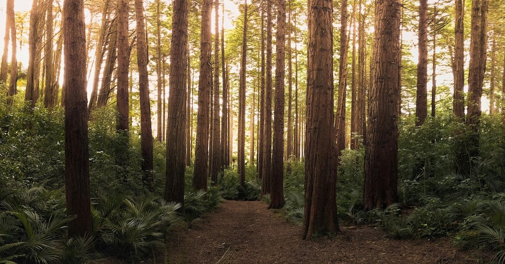 Sustainable Construction — How Builders & Developers Can Achieve Tree Plantation Compliance