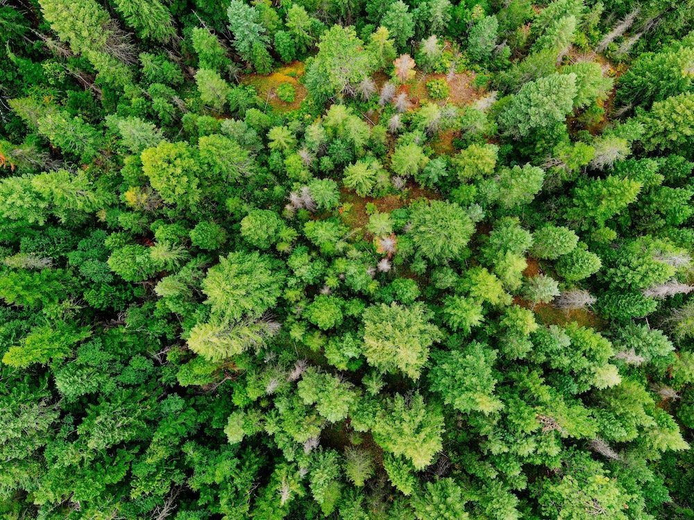Greener Homes, Happier Lives — How Tree Planting Transforms Your Space